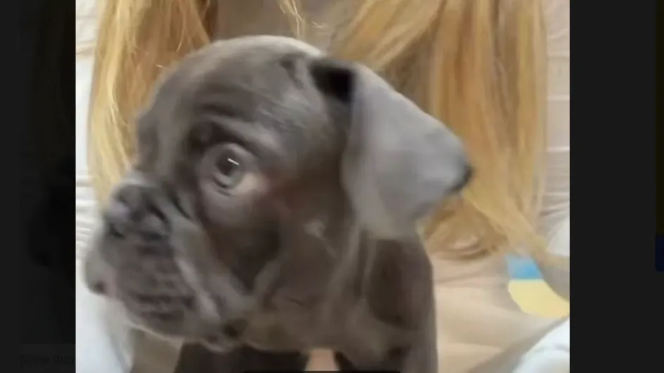 Вера Брежнева показала в соцсетях нового члена семьи