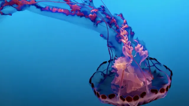 Токийские ученые открыли вид медуз с красным крестом и необычными ядами