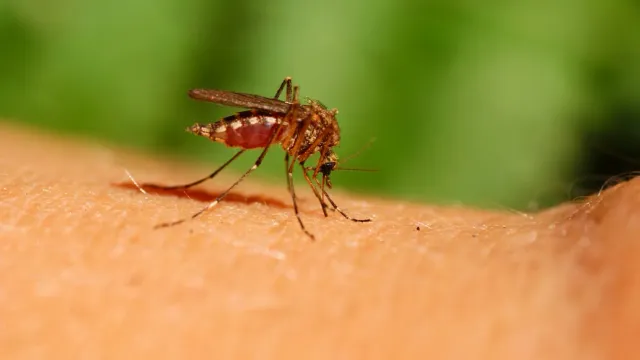 Терапевт Тарасов рассказал, какие опасные заболевания переносят комары в Центральной России