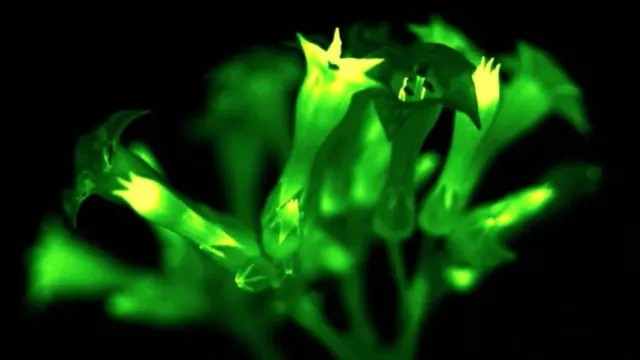 Ботаник и агроном Ганичкина объяснила, как ученым удалось создать светящиеся растения