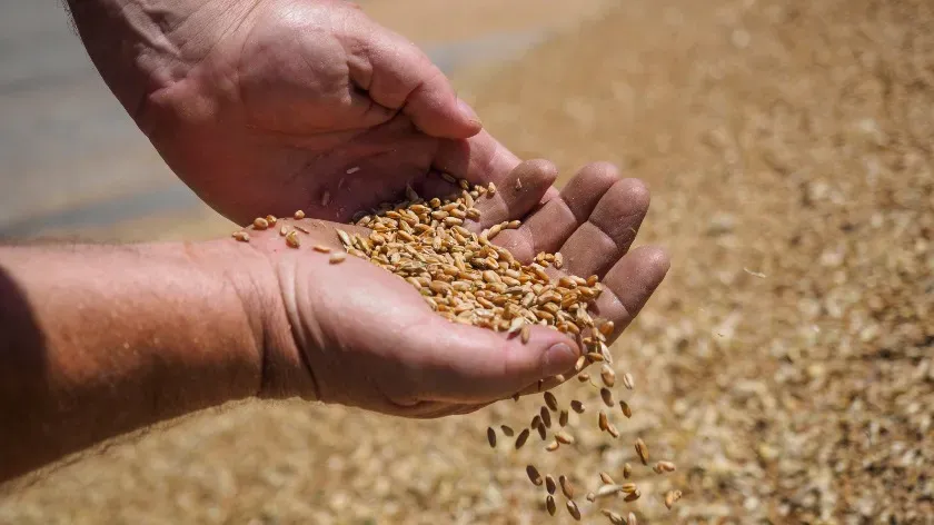 В Индии фермеры придерживаются вековой традиции использования ям для хранения зерна