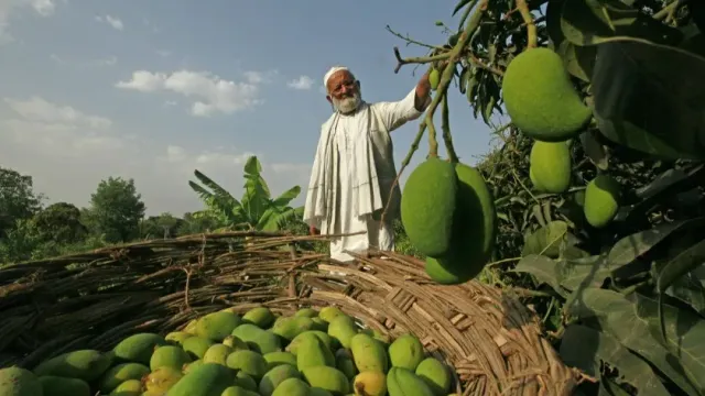 Исследователь из Бенгалии Кушал Гхош вывел 165 видов манго на одном дереве