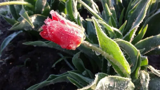 Агроном Ганичкина рассказала, как защитить растения на огороде от заморозков